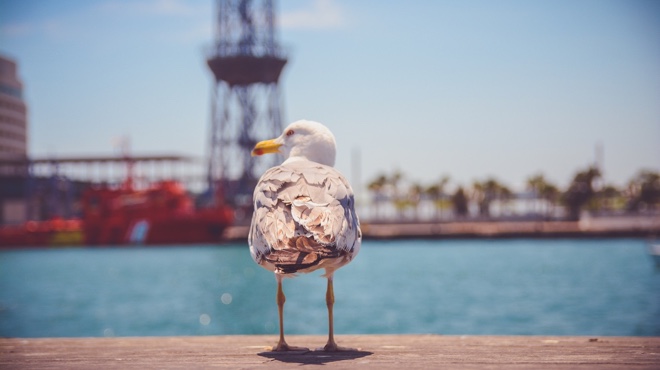 Seagull on waterfront harbor