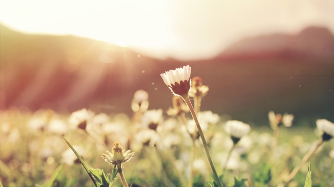 Pretty flowers in the sunlight